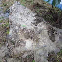 江西挖河沙时挖的阴沉木,长约3米,大径约0.9米,那能出让